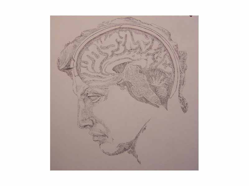 A sketch of the human brain by artist Priyan Weerappuli, imposed upon the profile of Michelangelo's David.