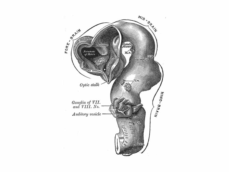 Brain of human embryo of four and a half weeks, showing interior of fore-brain. (Cephalic flexure visible at center top.)