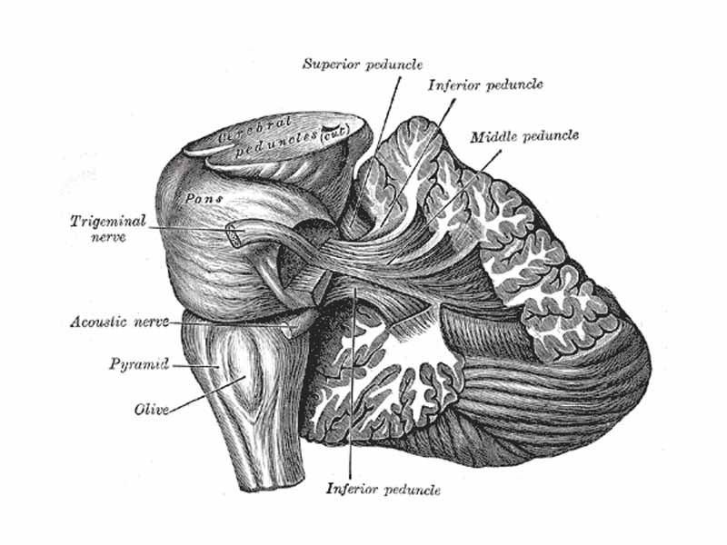 Dissection showing the projection fibers of the cerebellum.