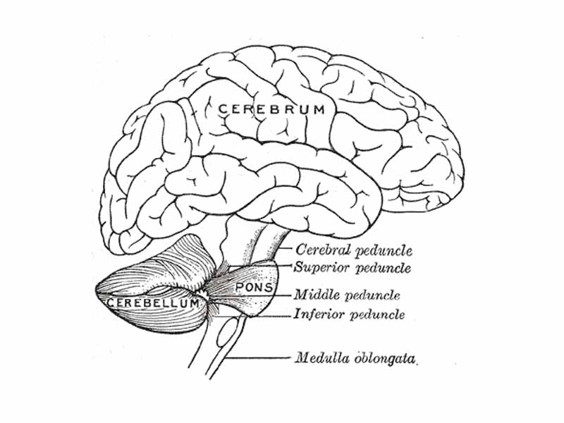 Scheme showing the connections of the several parts of the brain.