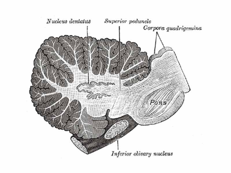 Sagittal section through right cerebellar hemisphere. The right olive has also been cut sagitally.