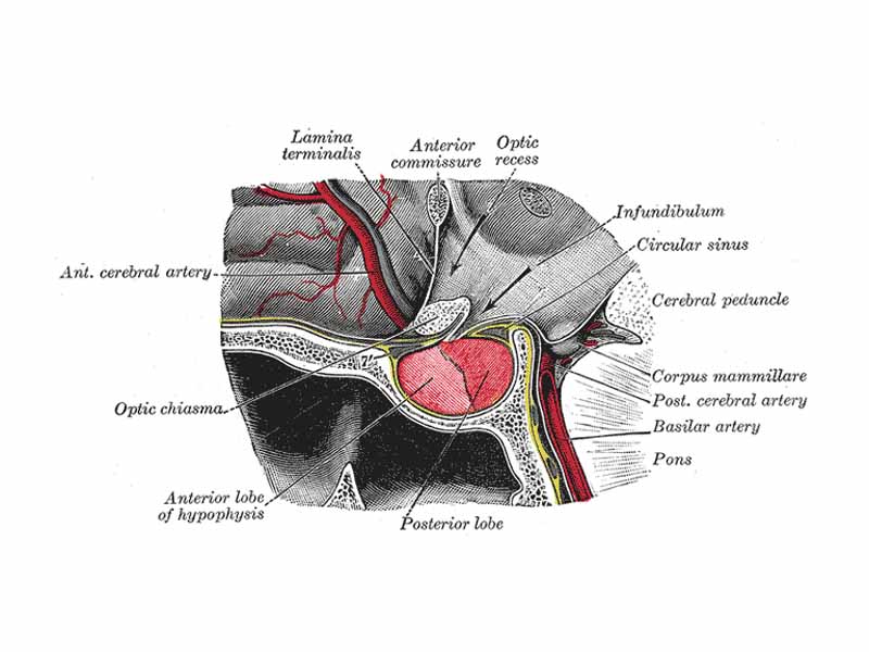 The hypophysis cerebri in position. Shown in sagittal section.