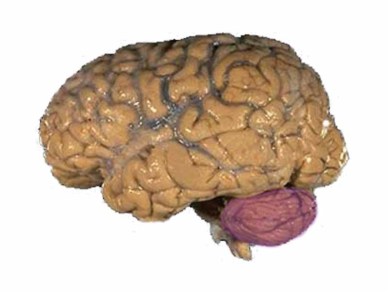A human brain, with the cerebellum in purple.