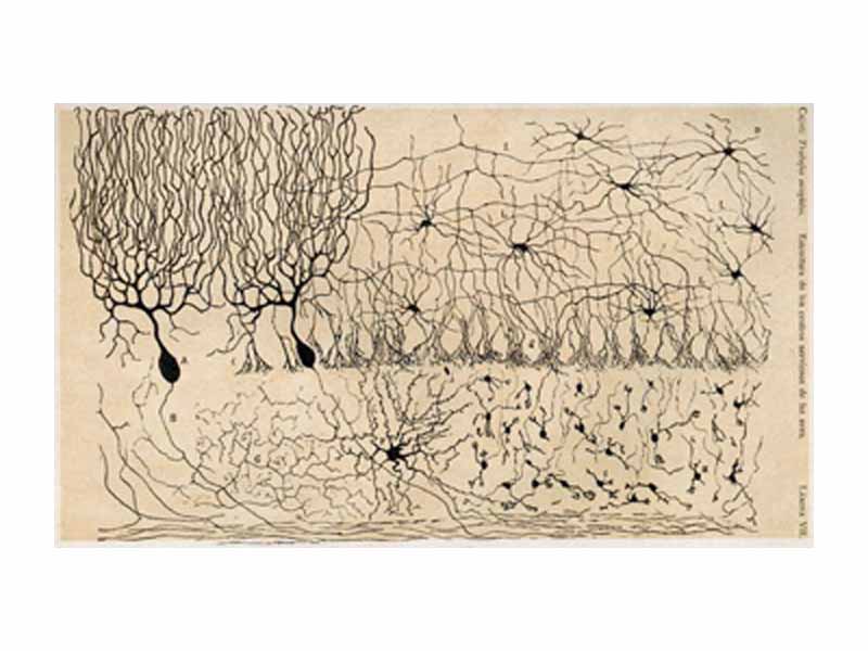 Drawing of the cells in the chicken cerebellum by S. Ramón y Cajal.