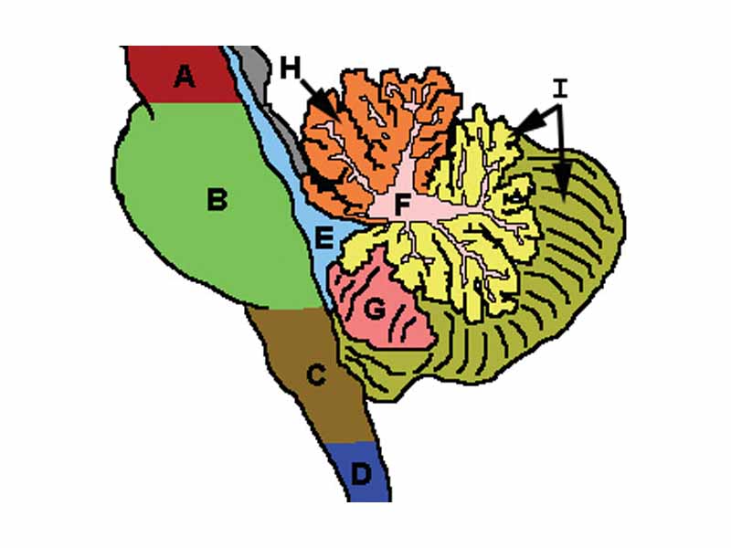 Cerebellum and surrounding regions; sagittal view of one hemisphere. A: Midbrain. B: Pons. C: Medulla. D: Spinal cord. E: Fourth ventricle. F: Arbor vitae. G: Tonsil. H: Anterior lobe. I: Posterior lobe.