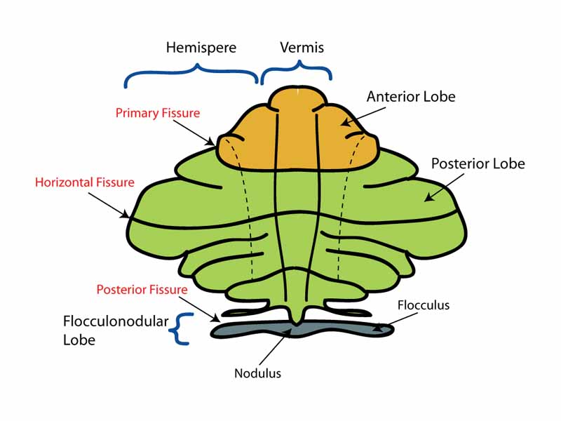 Schematic representation of the major anatomical subdivisions of the cerebellum. Superior view of an unrolled cerebellum, placing the vermis in one plane.