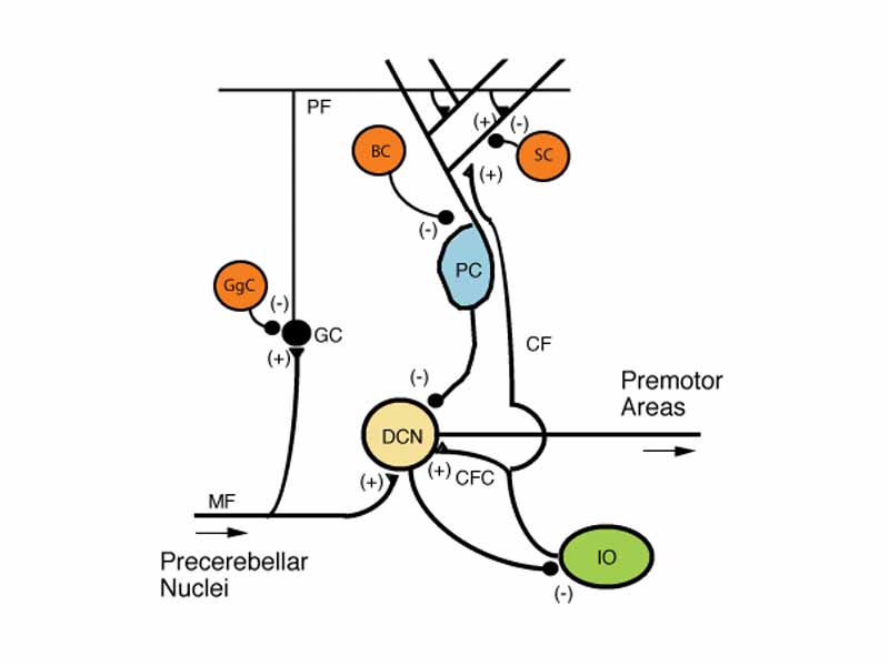 Microcircuitry of the cerebellum. Excitatory synapses are denoted by (+) and inhibitory synapses by (-). MF: Mossy fiber. DCN: Deep cerebellar nuclei. IO: Inferior olive. CF: Climbing fiber. GC: Granule cell. PF: Parallel fiber. PC: Purkinje cell. GgC: Golgi cell. SC: Stellate cell. BC: Basket cell.