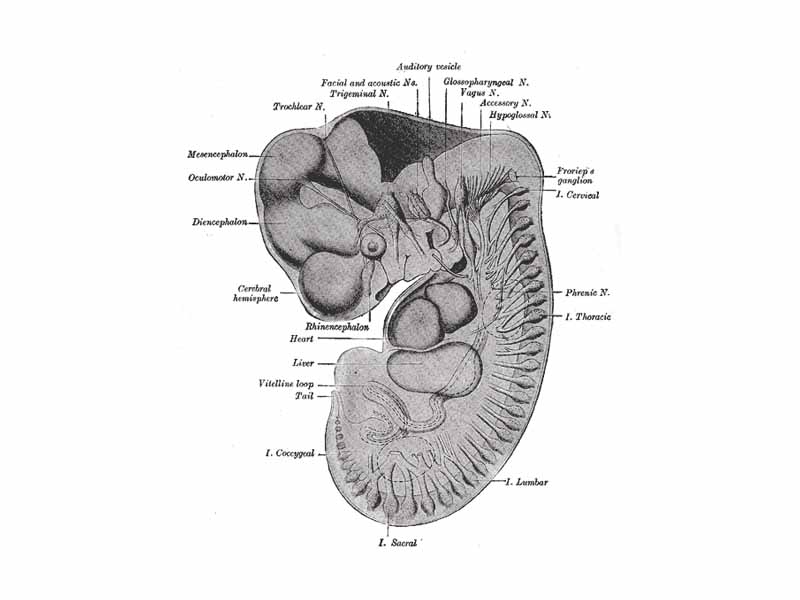Reconstruction of periphera nerves of a human embryo of 10.2 mm. (Label for Diencephalon is at left.)