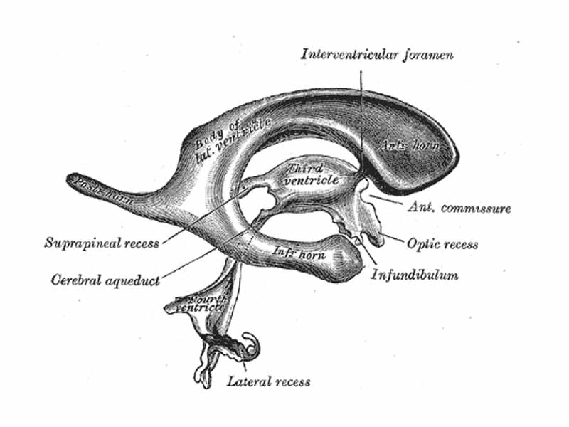 Drawing of a cast of the ventricular cavities, viewed from the side.