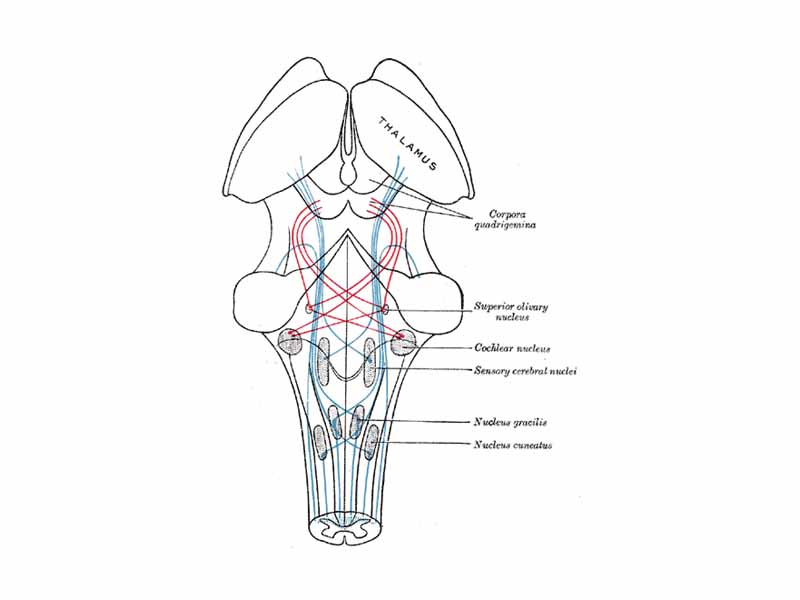 Scheme showing the course of the fibers of the lemniscus; medial lemniscus in blue, lateral in red.