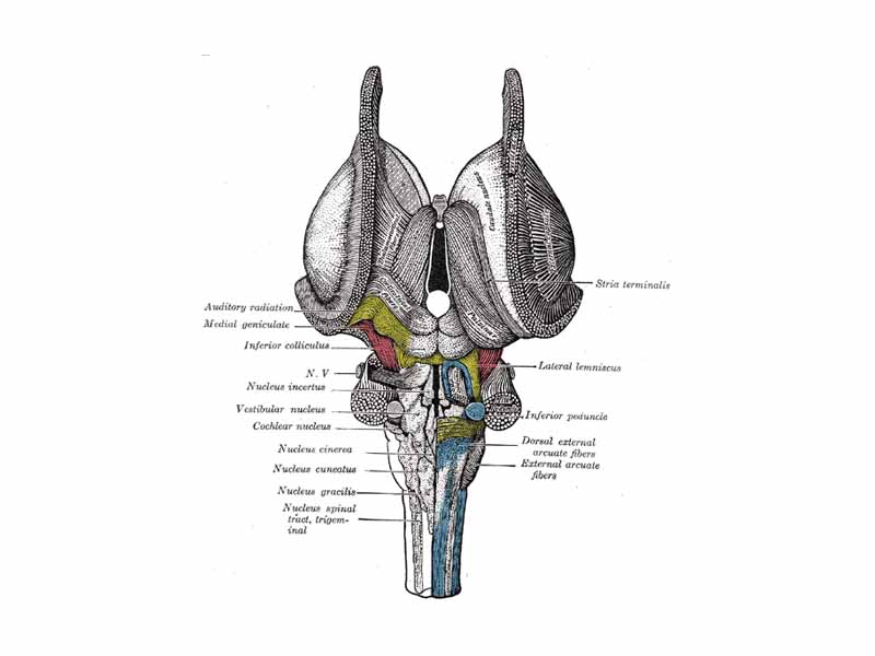 Dissection of brain-stem. Dorsal view.