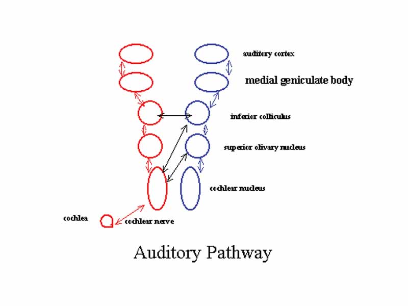 Auditory pathway
