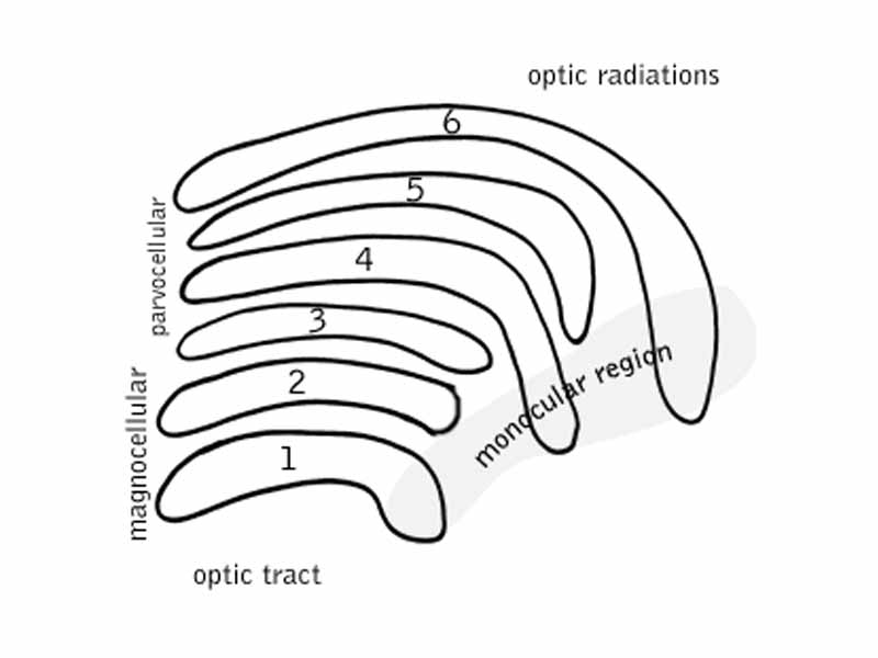 Schematic diagram of the primate lateral geniculate nucleus. Layers 1 and 2 of the LGN are more ventrally located, and are next to the incoming optic tract fibers.