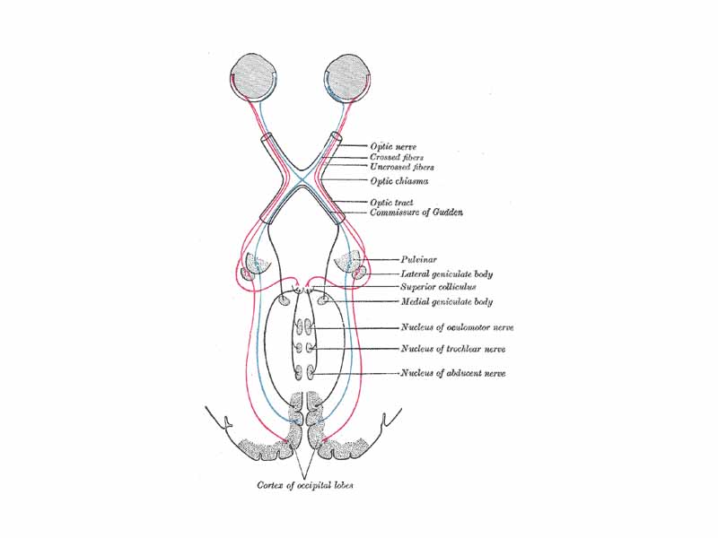 Scheme showing central connections of the optic nerves and optic tracts.