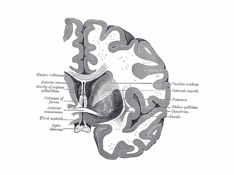 Coronal section of brain through anterior commissure.