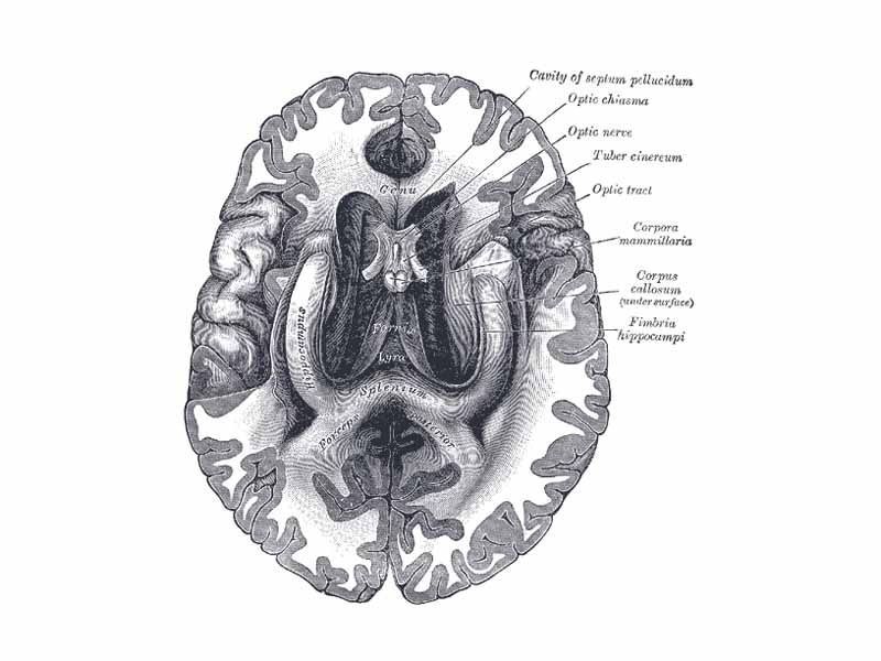 The fornix and corpus callosum from below.