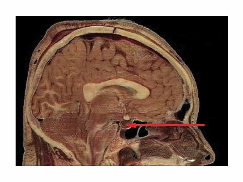 Location of the pituitary gland in the human brain