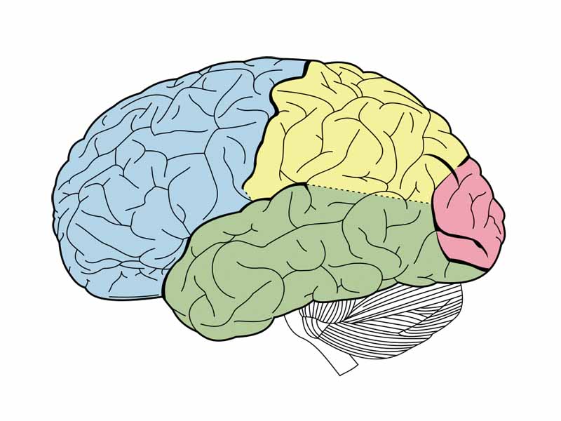 The lobes of the cerebral cortex include the frontal (blue), temporal (green), occipital (red), and parietal lobes (yellow). The cerebellum (unlabeled) is not part of the telencephalon.