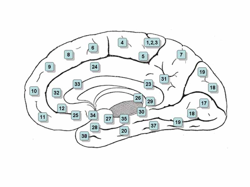 Medial surface of the brain with Brodmann's areas numbered.