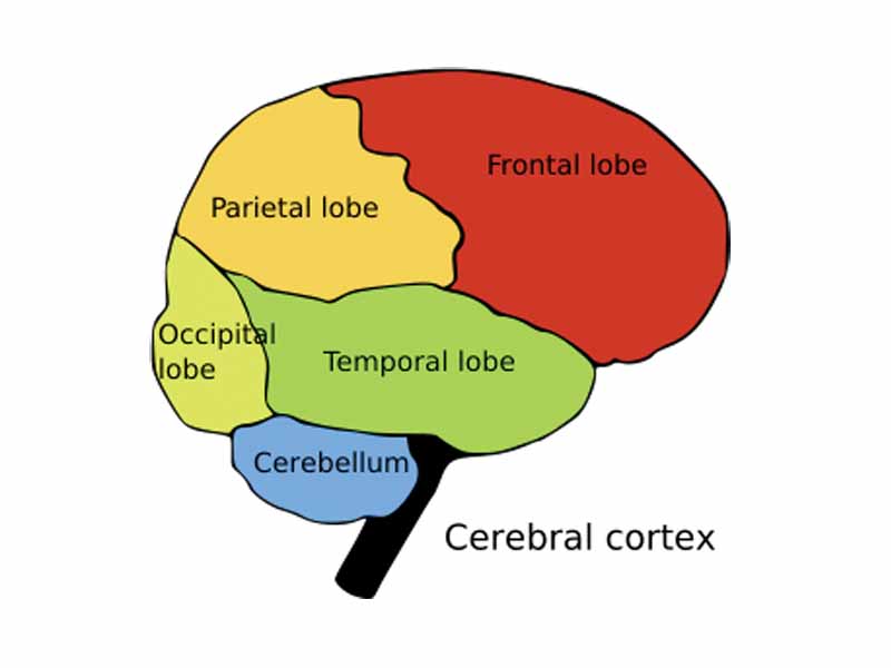 Diagram showing the lobes of the human cerebral cortex and the cerebellum (blue). The brain is seen from the right side, the front of the brain (above the eyes) is to the right.