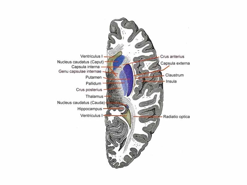 Horizontal section of right cerebral hemisphere. (Capsula interna labeled at upper left.)