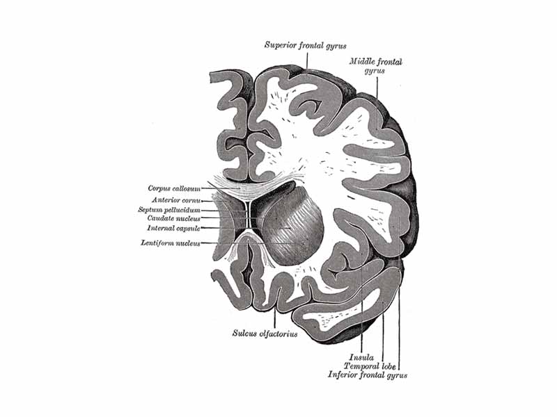 Coronal section through anterior cornua of lateral ventricles.