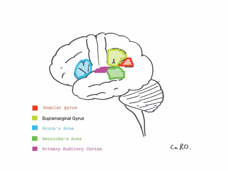 Figure one illustrates significant language areas of the brain. The arcuate fasciculus links the green area (Wernicke's) to the blue area (Broca's), disruption of this pathway results in conduction aphasia.