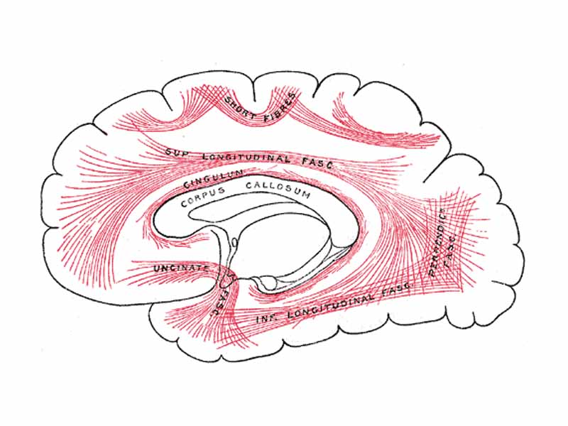 Diagram showing principal systems of association fibers in the cerebrum. (Unciate fasc. visible at lower left.)