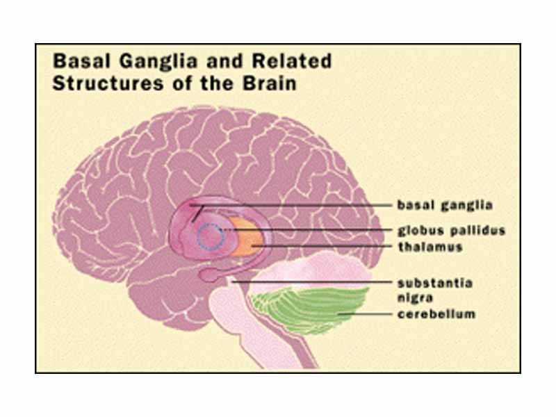 Basal ganglia and related structures of the brain