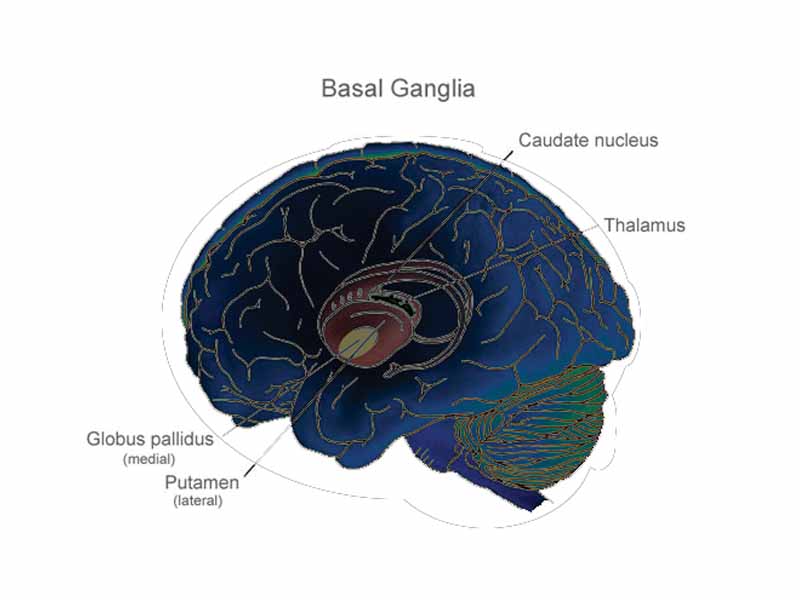 The major components of the basal ganglia are the caudate nucleus, putamen, and globus pallidus