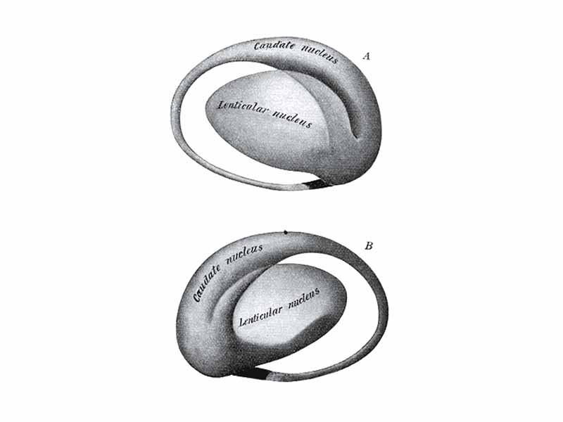 Two views of a model of the striatum: A, lateral aspect; B, mesal aspect.