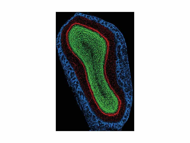 Coronal image of mouse main olfactory bulb cell nuclei. Blue - Glomerular layer; Red - External Plexiform and Mitral cell layer; Green - Internal Plexiform and Granule cell layer. Top of image is dorsal aspect, right of image is lateral aspect. Scale, ventral to dorsal, is approximately 2mm.
