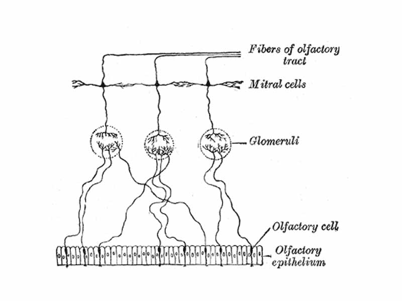 Plan of olfactory neurons.
