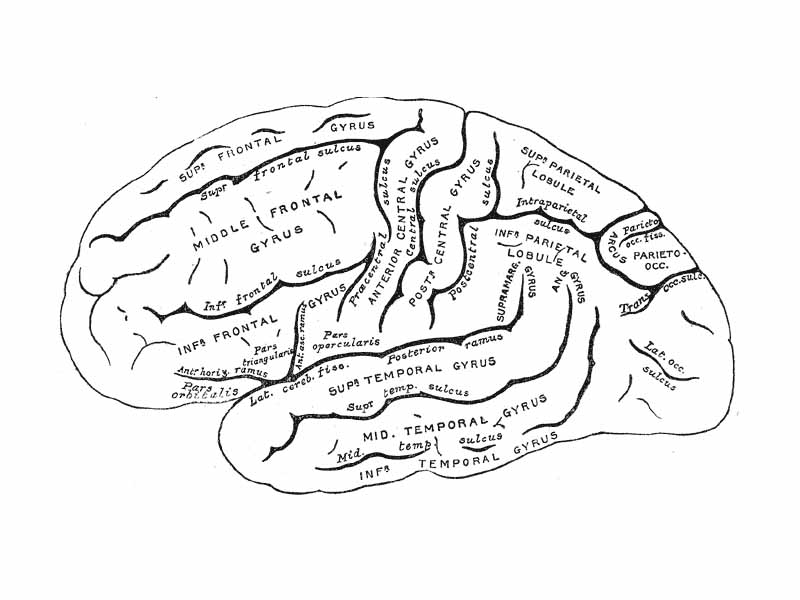 Surface of left cerebral hemisphere, viewed from the side.