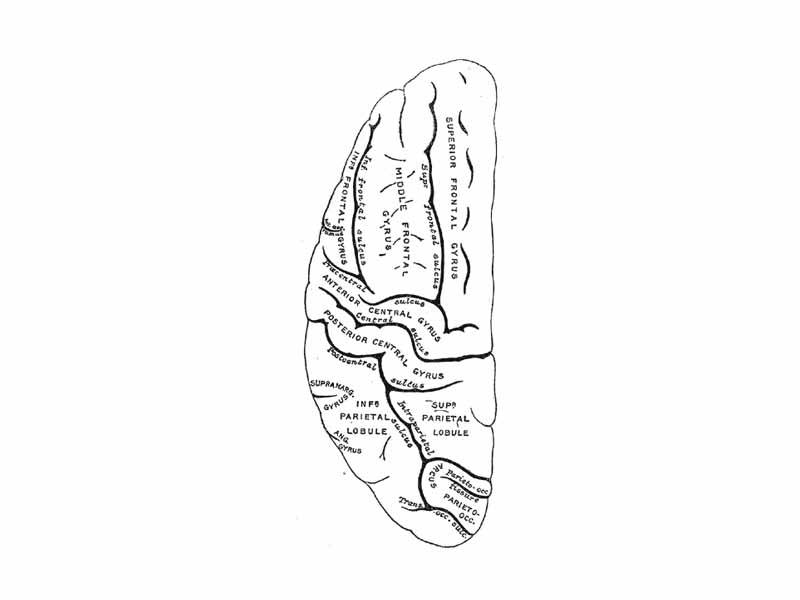 Lateral surface of left cerebral hemisphere, viewed from above.