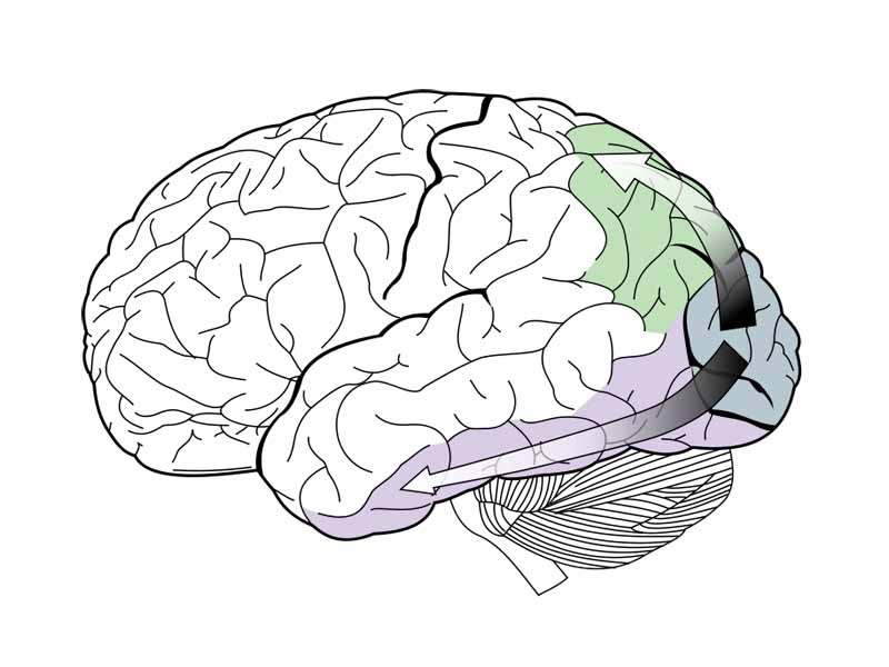 The dorsal stream (green) and ventral stream (purple) in the temporal lobe are shown.