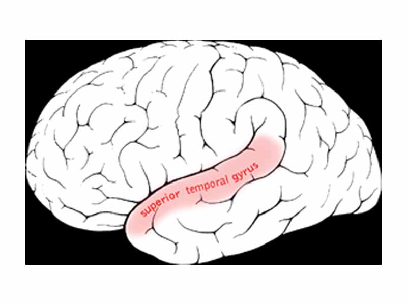 Superior temporal gyrus of the human brain.