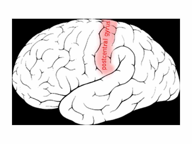 Postcentral gyrus of the human brain.