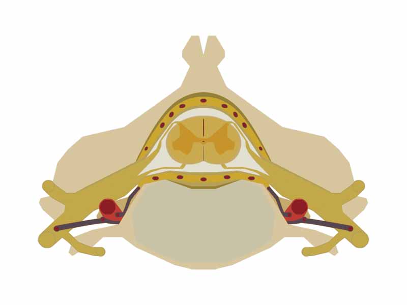 The Spinal cord nested in the vertebral column.