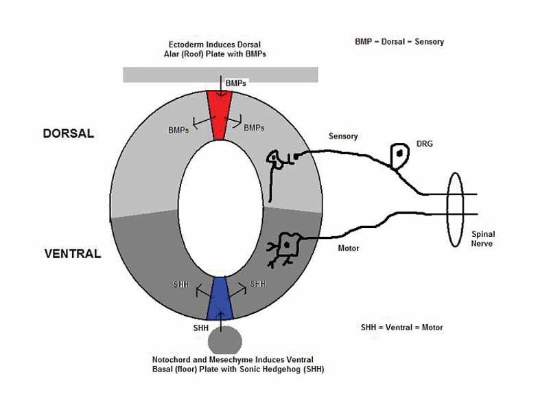Spinal Cord Development of the Alar and Basal Plates