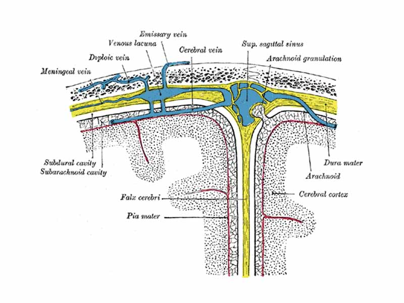 Diagrammatic representation of a section across the top of the skull showing meninges