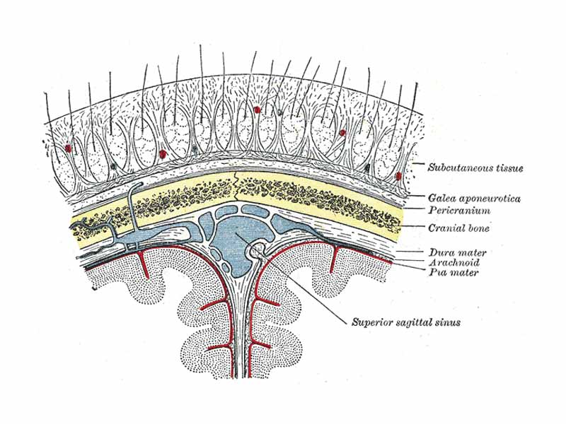 Diagrammatic section of scalp.