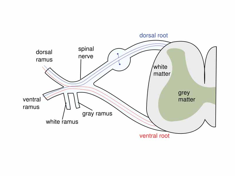 The formation of the spinal nerve from the dorsal and vernal roots.