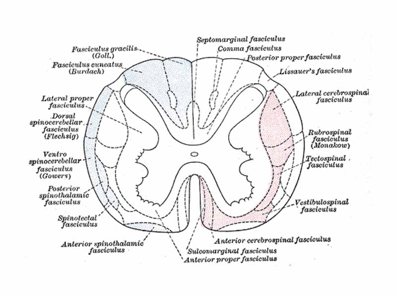 Diagram of the principal fasciculi of the spinal cord.