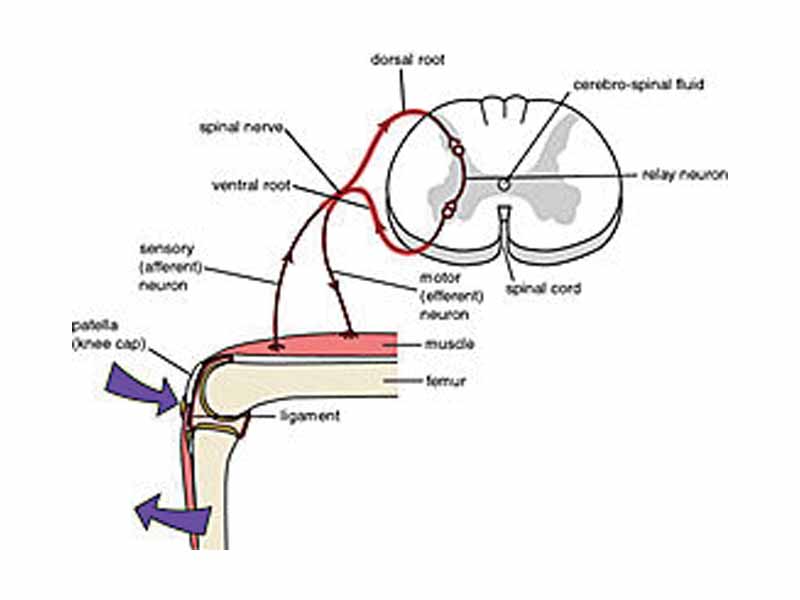This illustration includes an interneuron in the patellar reflex arc. The patellar reflex is monosynaptic (there is no interneuron), but the neurons are commonly drawn this way to demonstrate the concept of an interneuron for educational purposes. The inhibitory component of the reflex arc involving the hamstring muscle is not shown for simplicity.