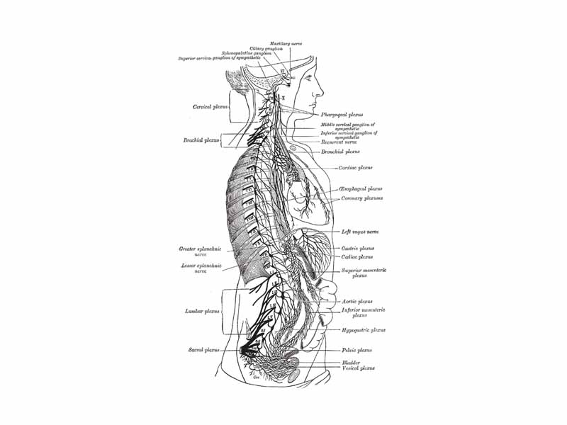 The sympathetic nervous system extends from the thoracic to lumbar vertebrae and has connections with the thoracic, abdominal, and pelvic plexuses.