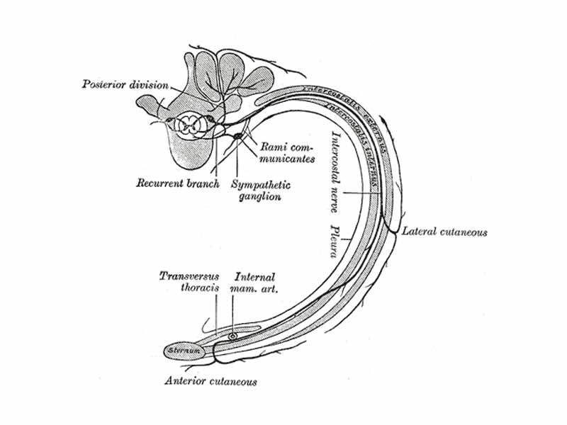 Diagram of the course and branches of a typical intercostal nerve. (Sympathetic ganglion visible at center top.)