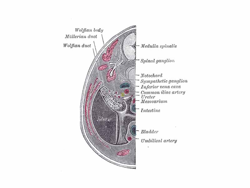 Transverse section of human embryo eight and a half to nine weeks old.