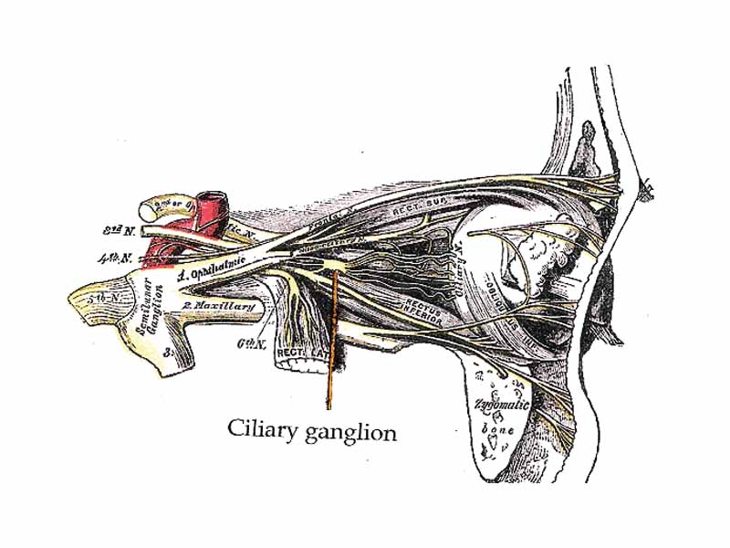 A parasympathetic ganglion - ciliary ganglion