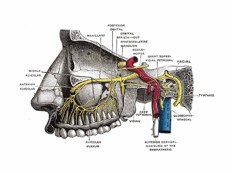 Alveolar branches of superior maxillary nerve and pterygopalatine ganglion. (Sphenopalatine ganglion labeled at center top.)